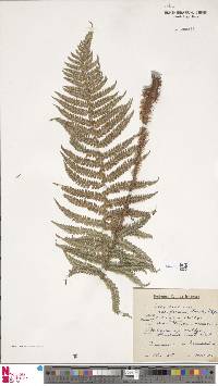 Polystichum setiferum image