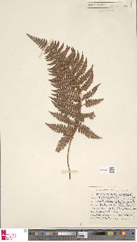 Polystichum neozelandicum image