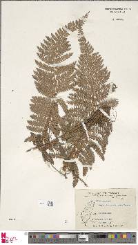 Polystichum parvipinnulum image