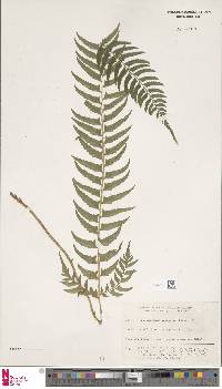 Polystichum tripteron image