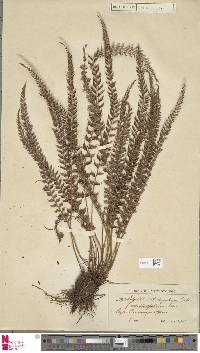 Image of Polystichum aquifolium