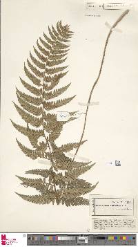 Polystichum neozelandicum image