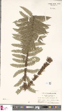 Polystichum polyblepharum image