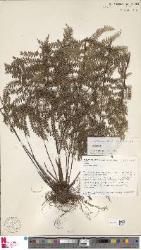 Polystichum bamlerianum image