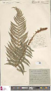 Polystichum setiferum image