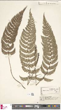 Polystichum neozelandicum subsp. neozelandicum image