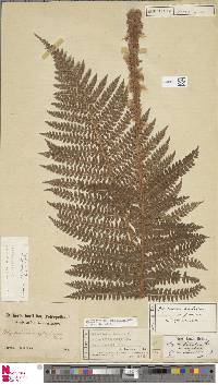 Polystichum polyblepharum image