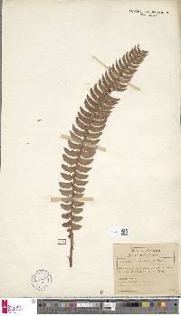 Polystichum lonchitis image