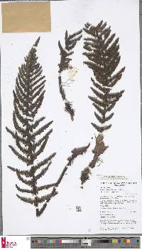 Polystichum cheilanthoides image