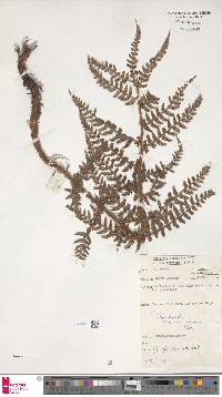 Polystichum keysserianum image