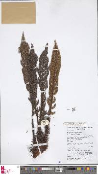 Polystichum cheilanthoides image