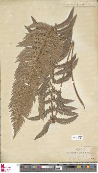 Image of Polystichum californicum