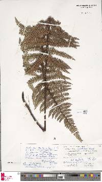 Polystichum archboldii image