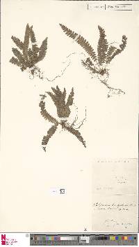 Polystichum hecatopterum image
