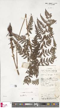 Polystichum keysserianum image