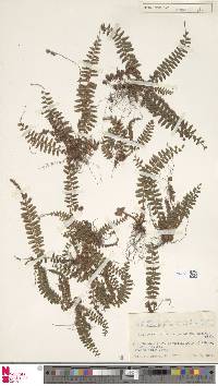 Polystichum craspedosorum image