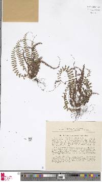 Polystichum craspedosorum image