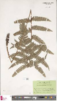 Polystichum biaristatum image