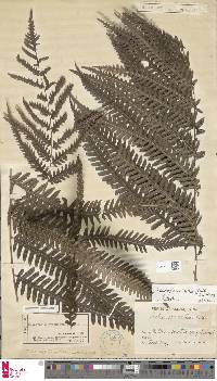 Pteridrys cnemidaria image