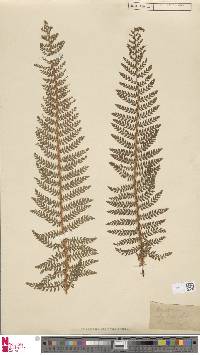 Polystichum aculeatum image