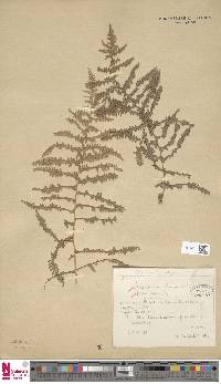 Pteridium capense image