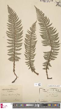 Polystichum aculeatum image