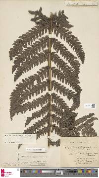 Pteridrys microthecia image