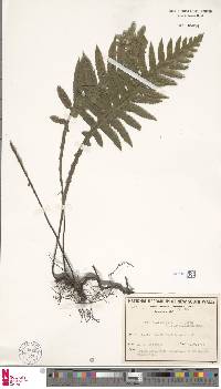 Image of Diploblechnum neglectum