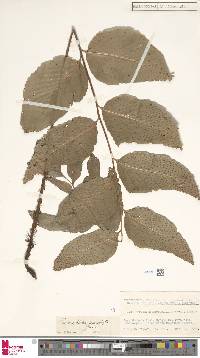 Image of Cyrtomium macrophyllum