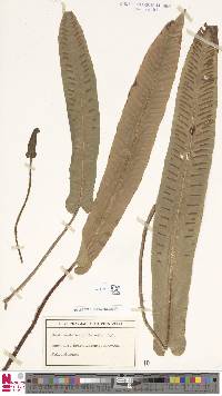 Asplenium scolopendrium subsp. scolopendrium image