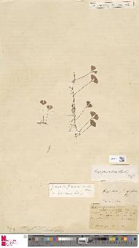 Elaphoglossum peltatum f. flabellatum image