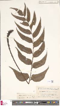 Cyrtomium falcatum subsp. falcatum image