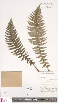 Cyathea microdonta image