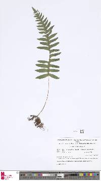 Polypodium rhodopleuron image