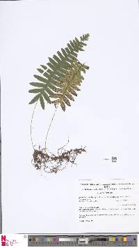 Polypodium plesiosorum image