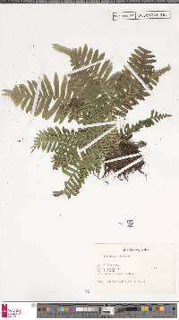 Polypodiodes formosana image