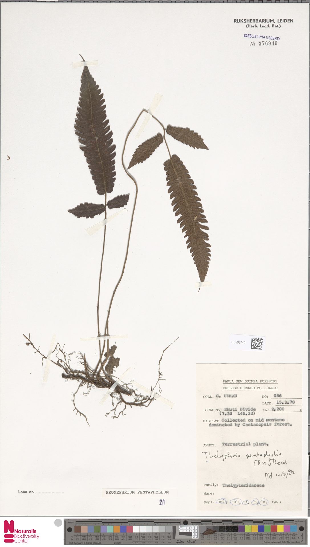 Sphaerostephanos pentaphyllus image