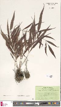 Grypothrix salicifolia image