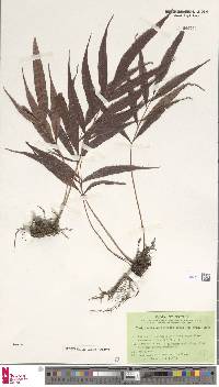 Grypothrix salicifolia image