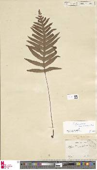 Polypodium cambricum subsp. cambricum image
