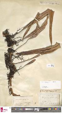 Pyrrosia albicans image