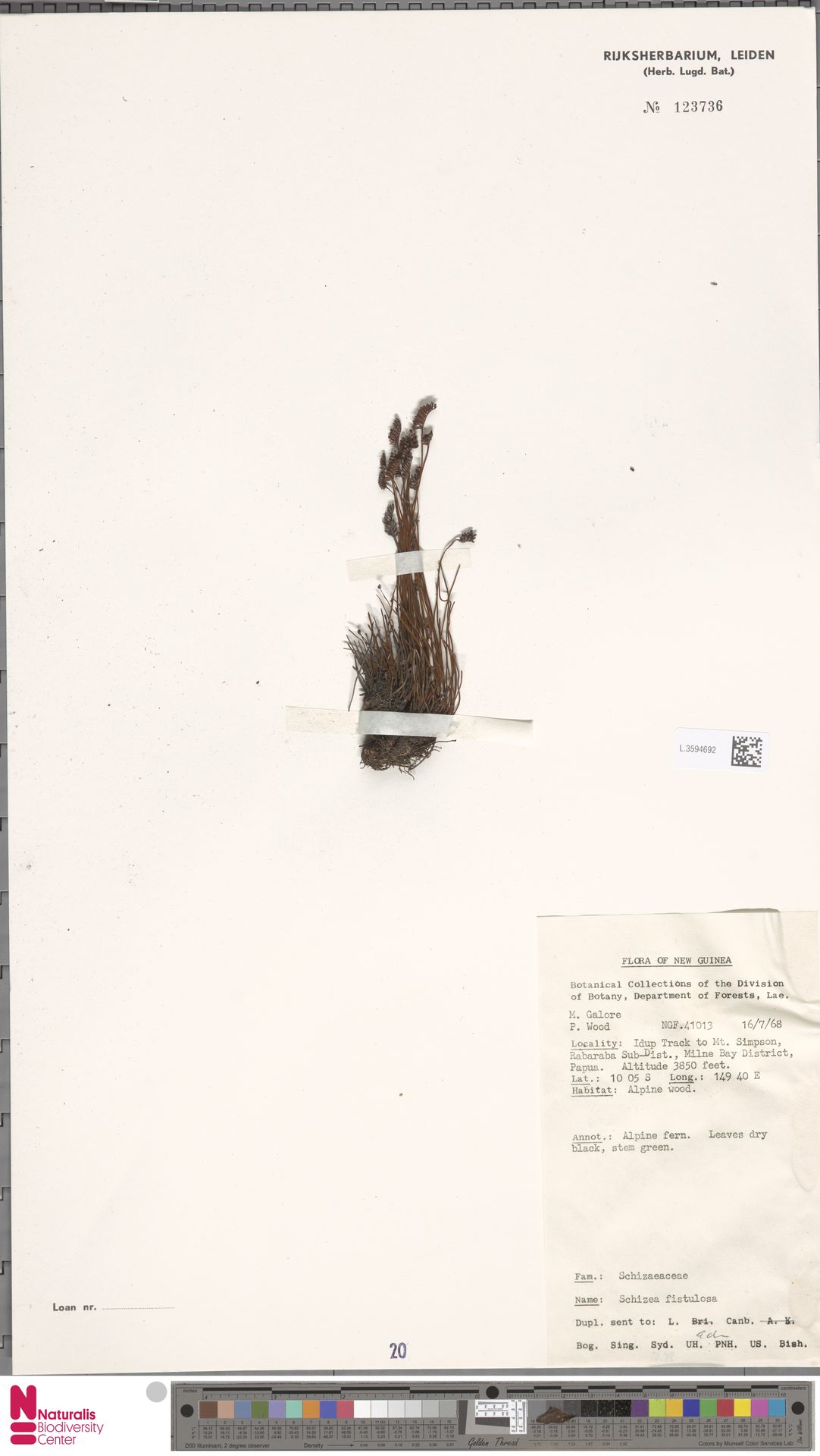 Schizaea fistulosa image