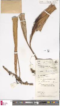 Pyrrosia albicans image