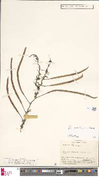 Image of Pyrrosia foveolata