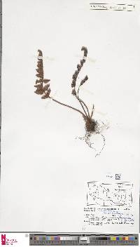 Paragymnopteris marantae subsp. marantae image