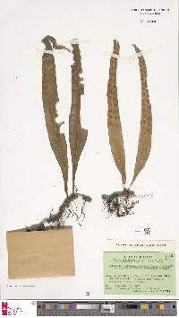 Lepisorus scolopendrium image
