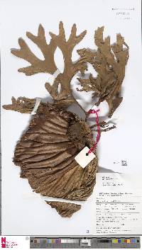 Platycerium ridleyi image