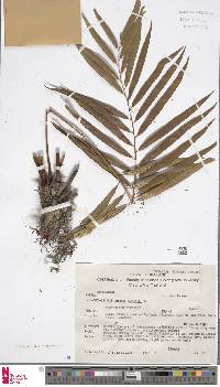 Plenasium vachellii image