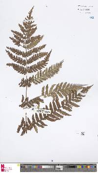 Pleocnemia cumingiana image