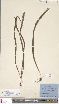 Image of Lepisorus loriformis